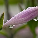 Hosta 2